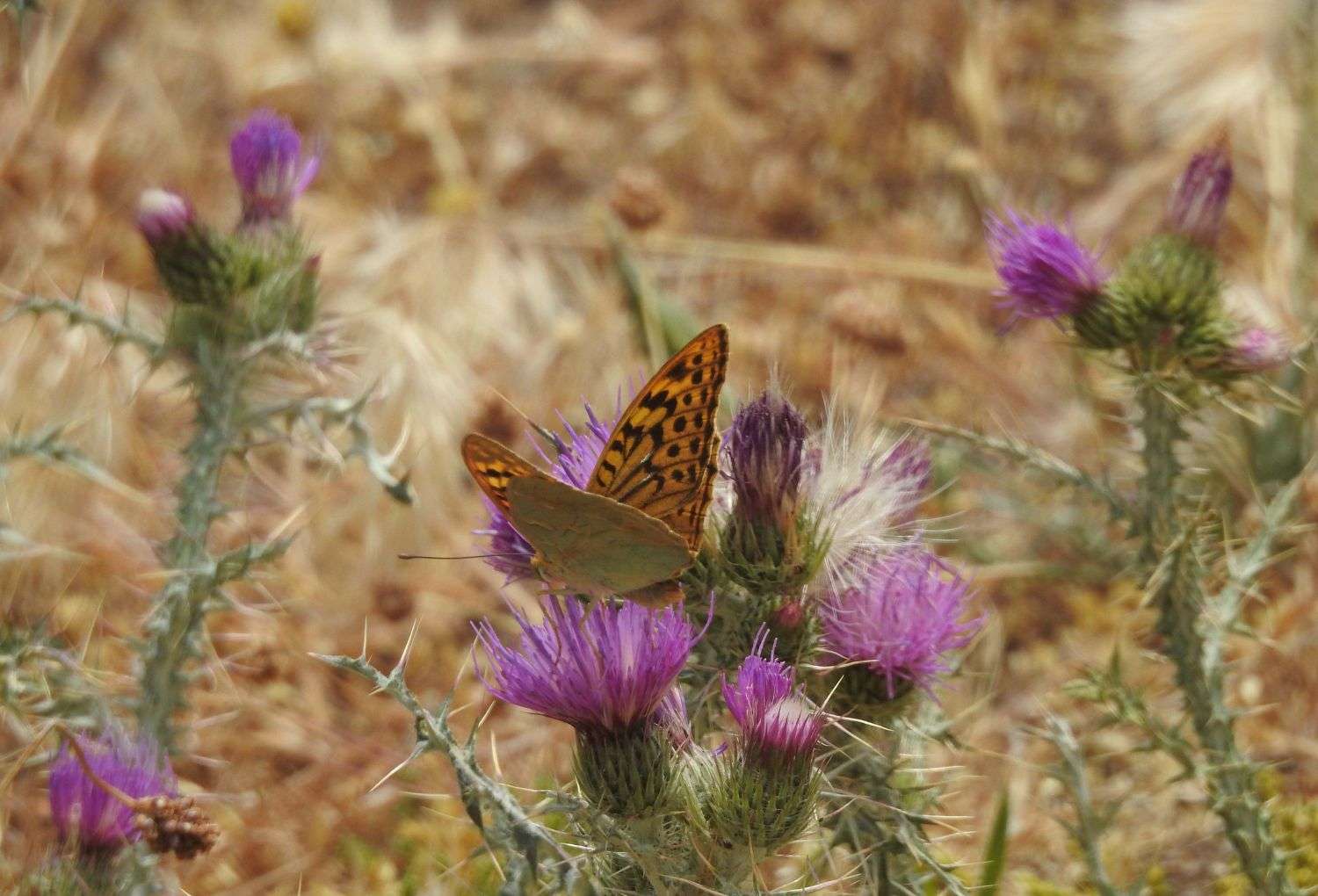 Mariposas