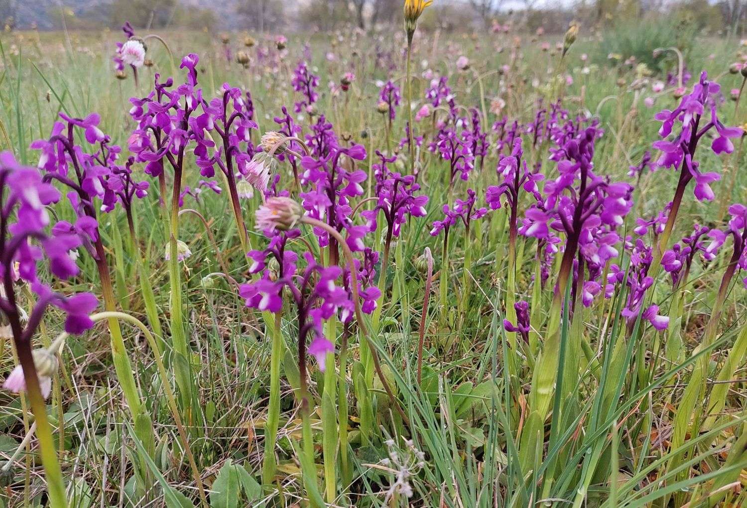 Orquideas