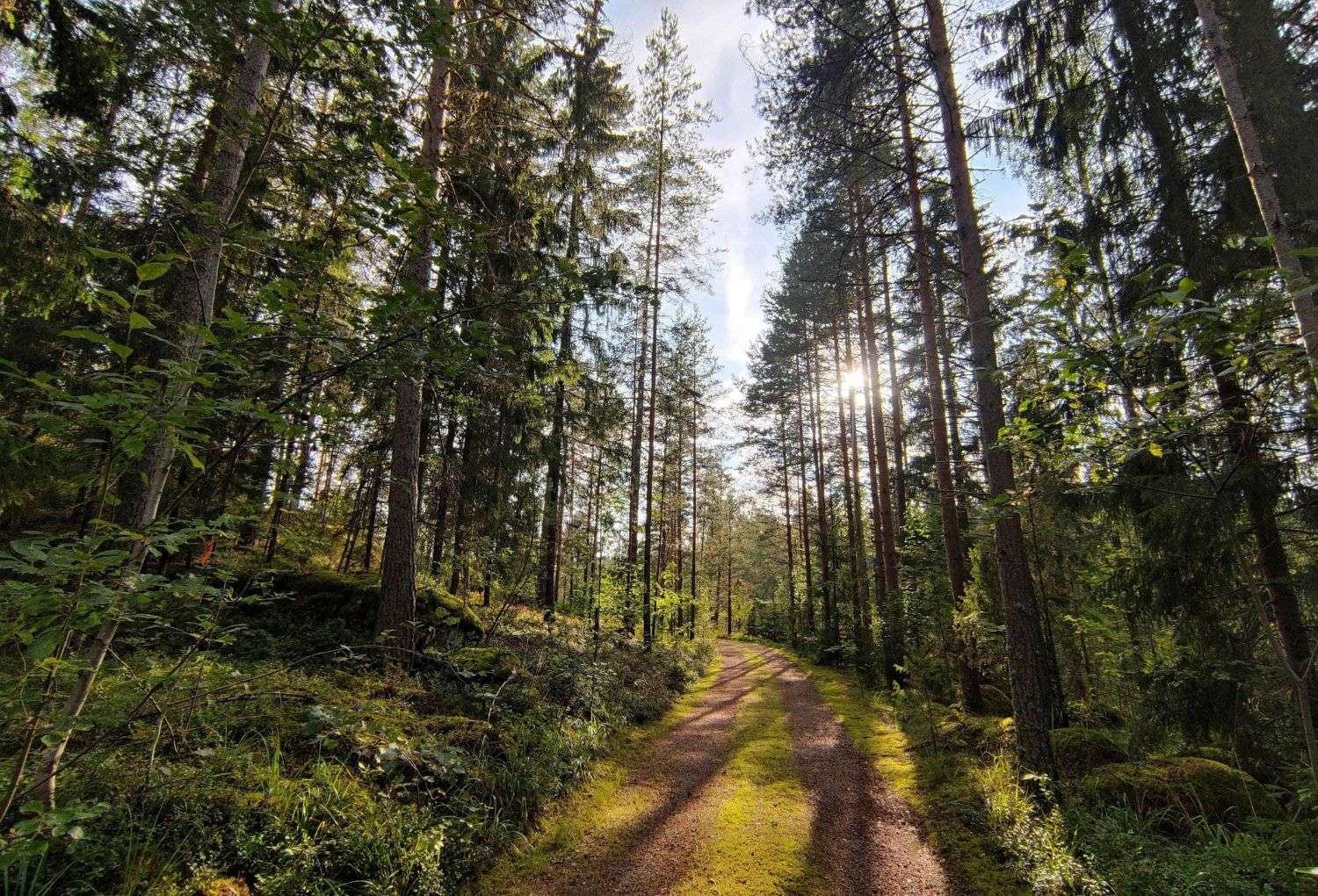 Forestal