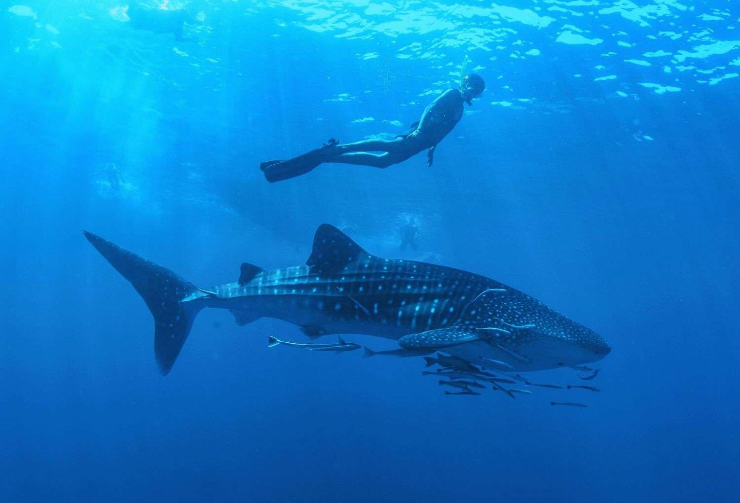 Los Cabos