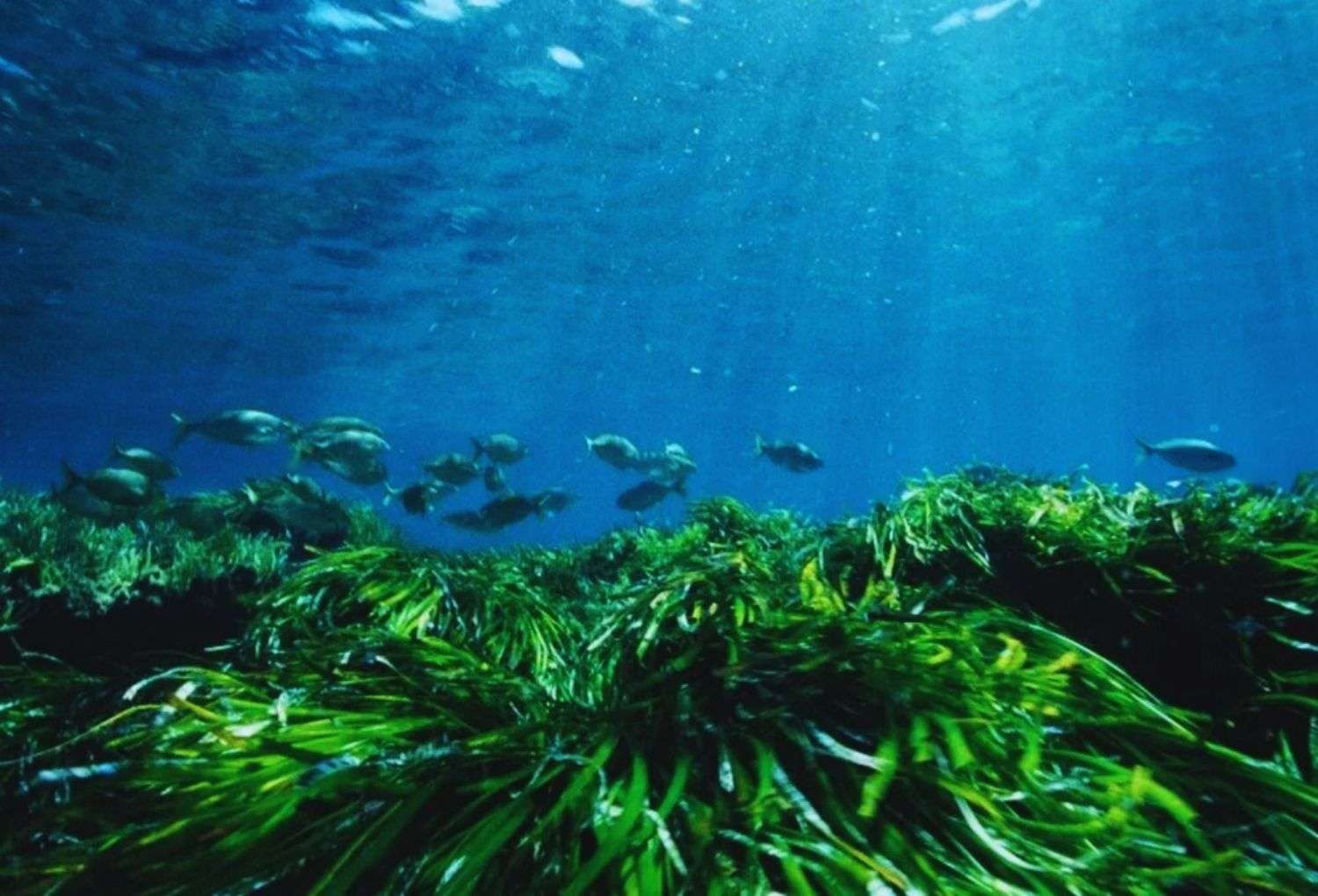 Posidonia Baleares